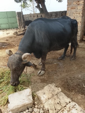 ભેસવેસવાનેછે
