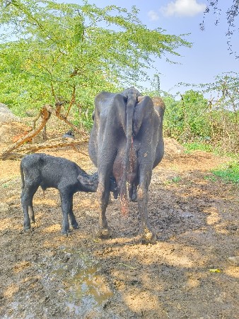 બે ભેંસ વેચવાની છે