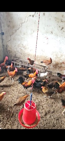 દેશી મુરઘા મુરઘી