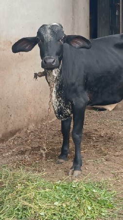 ક્રોસ ઓડકી વેચવાની છે