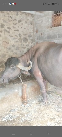 ભેંસ વેચવાની છે