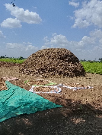 મગફળી નો પાલો 10 વીઘા નો સે