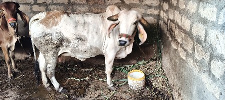 ગાય
