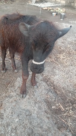 ભેંશ