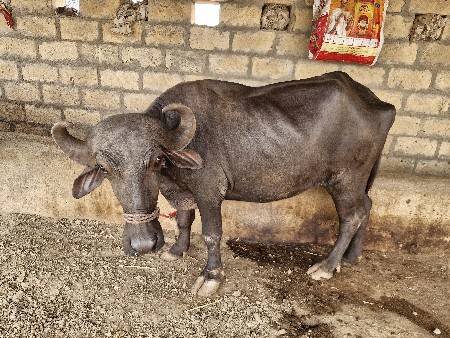 પેલા વેતર ની ખડેલી વેચવાની ની.