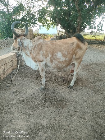 ગાય વેચવાની છે