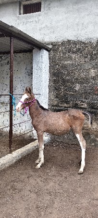 વછેરી વેચવાની છે