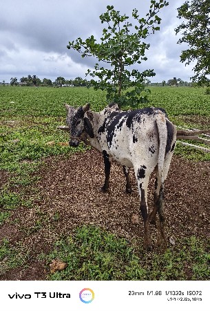 બદી વેચવાની છે