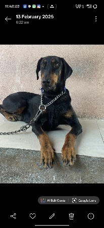 Doberman female vechavni che