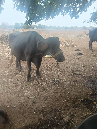 તિઝા વેતર ની ભેંસ વેચવાની છે