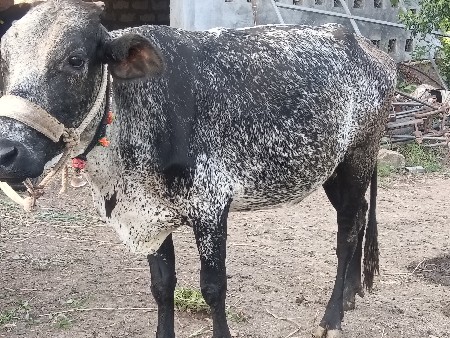 ગાય જરસી ગાભણ 7 મહીન