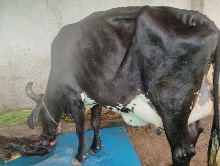 પેલ વેતરી ક્રોસ ઓડકી વેચવાની છે