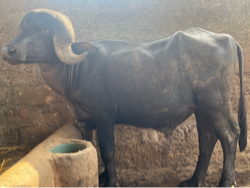 પાડો વેચવાનો છે.