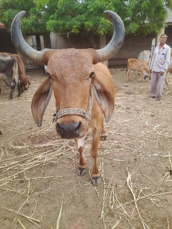 ગાય વેચવા ની છે