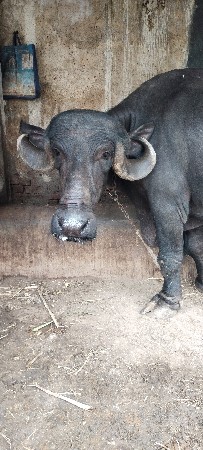 ભેંસ વેચવાની છે