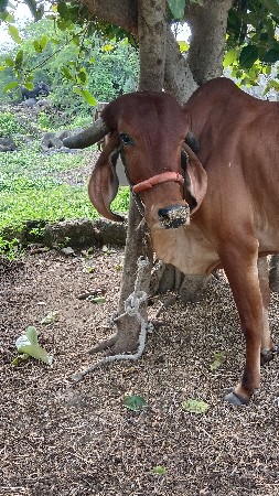 ભીલી ગીર ગાય વેચવાની