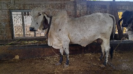 ગાય