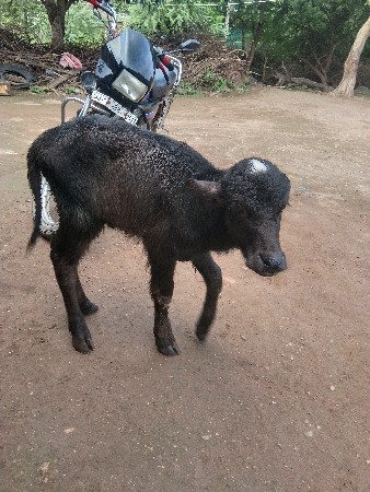 પાડો વેચવાનો છે
