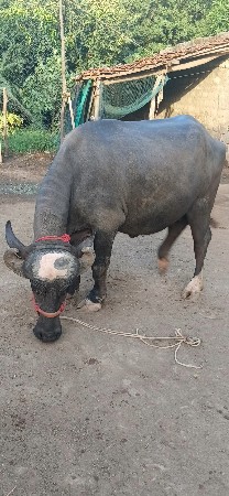આ ખડાઈ વેચવાની છે