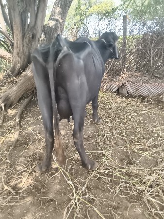 બે ભેંસુ વેચવાની છે