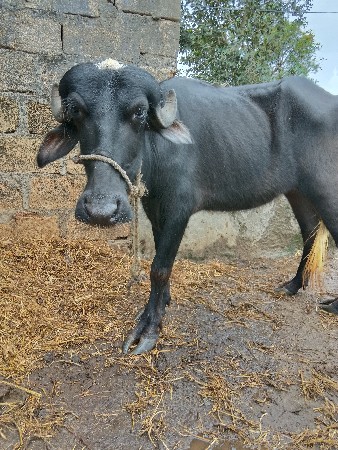 ખંડેલી.    વેસાવ. છે.    બે.