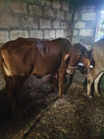 બીજદાન કરવે સે,, એક મહીનો થયો