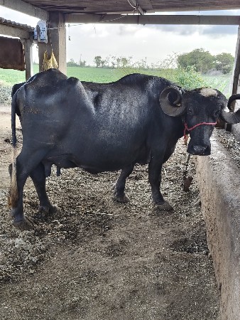 ભેંસ વેચવાની છે.