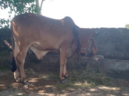 બળદ
