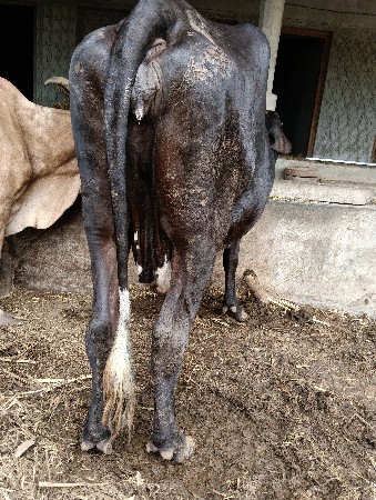 ગાય મફત આપવાની છે