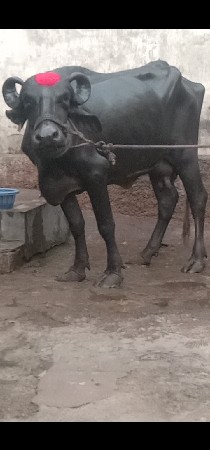 ભેંસ વેચવાનું છે 1 છે