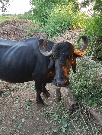 ભેંસ વેચવાની છે