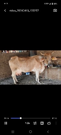 ક્રોસ ગાય વેચવાની