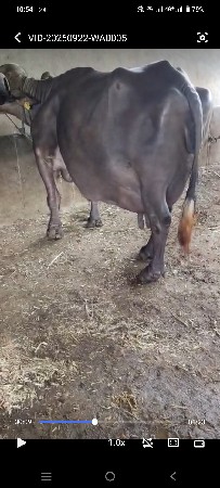જાફરાબાદી ભેંસ વેચવાની છે