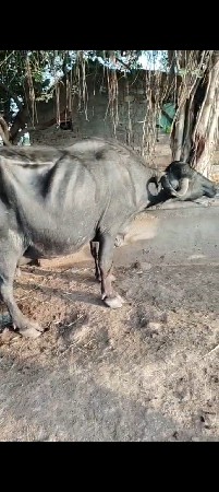 ભેંસ વેચવાની છે વિયાણેલી છે બીજી