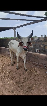 જોડી કરવાનું છે