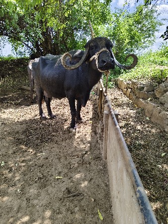ભેસ વેચવાની છે