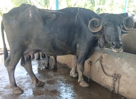 ભેંસ વેચવાની છે