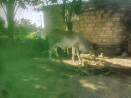 ગાય વેચવાની છે
