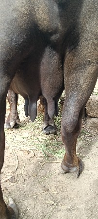 વેતર 3