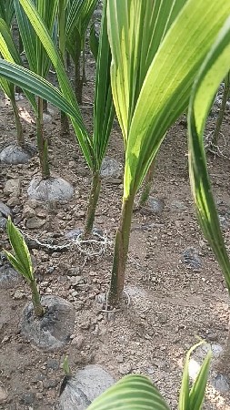 કુદરતી વાનફેર