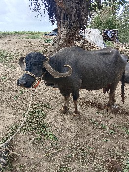 ભેંસ વેચવાની છે
