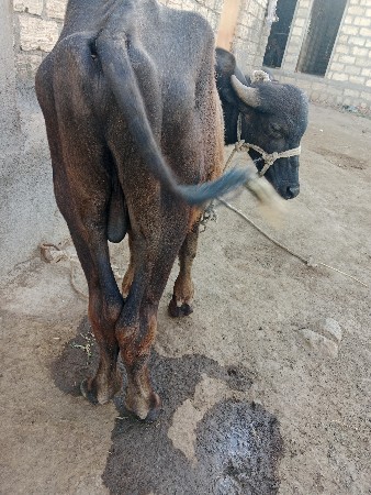 પાડો વેચવાનો છે