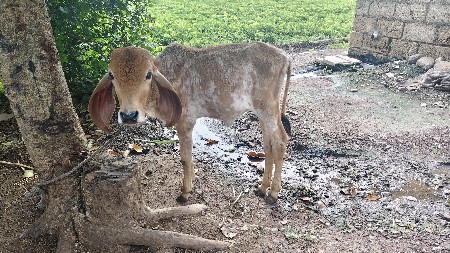 ગાય વેંચવા ની છે
