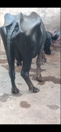 ભેંસ વેચવાનું છે