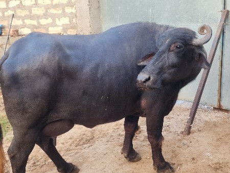 ભેંસ વેચવાની છે