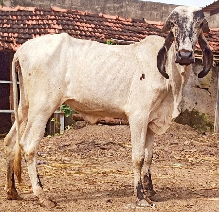 ગીરગાયની વાછડી વેચવાની છે
