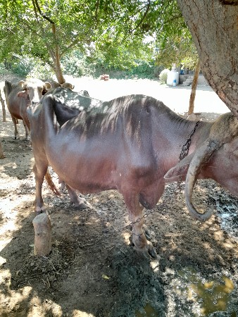 ભેસ વેચવાની છે
