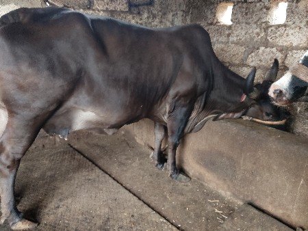 2 ગાય વેચવાની છે ગીર ક્રોસ