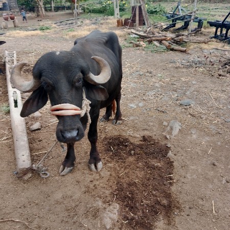 ખડેલા વેચવાના છે