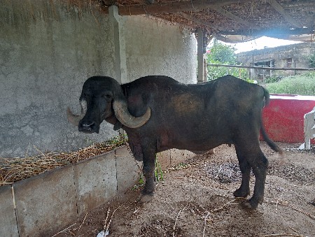 ભેંશ વેચવાની છે